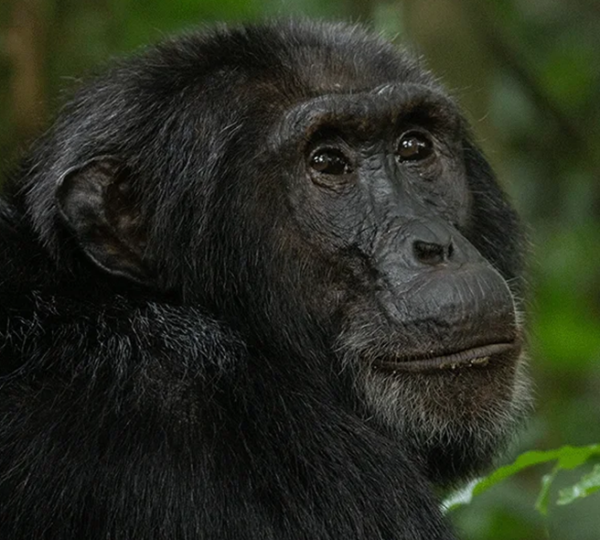 Discover Uganda