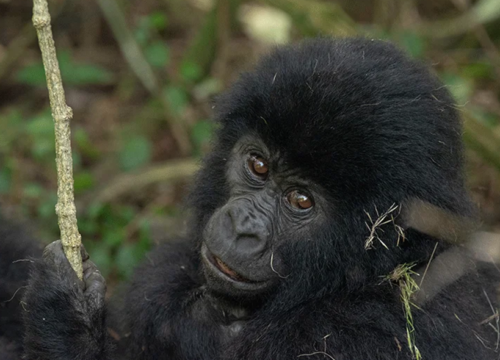 3 Days Wildlife Encounter to Queen Elizabeth National Park.