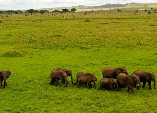 20-Day Wildlife and Nature Experience in Uganda