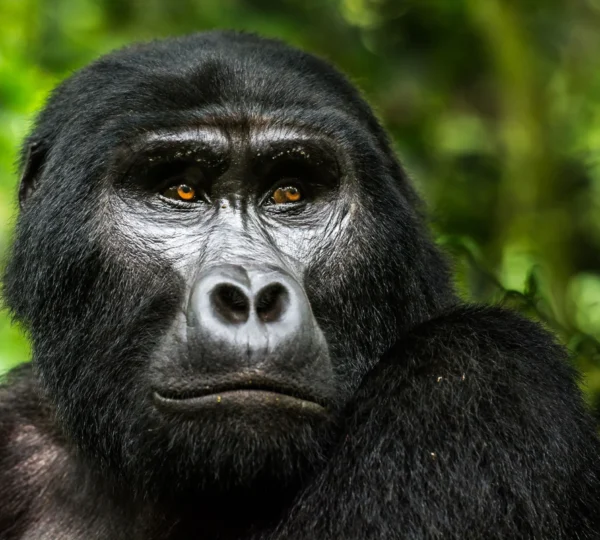 Gorilla Trekking in Uganda